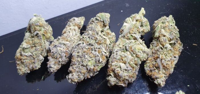 girls scout cookies strain