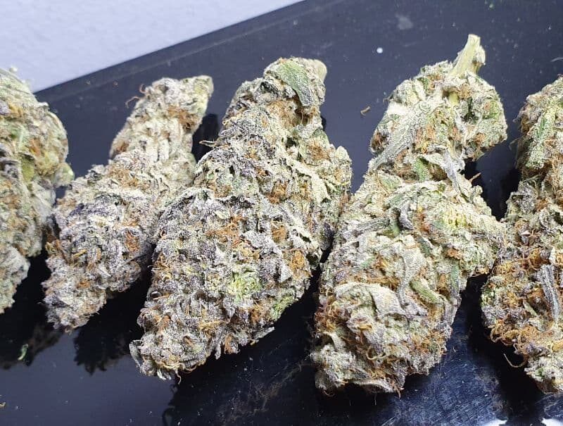 girls scout cookies strain